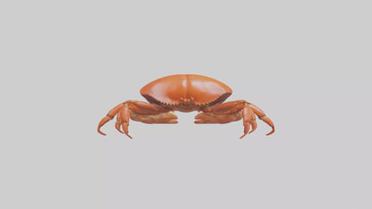 Edible Crab crawling model VR / AR / low-poly