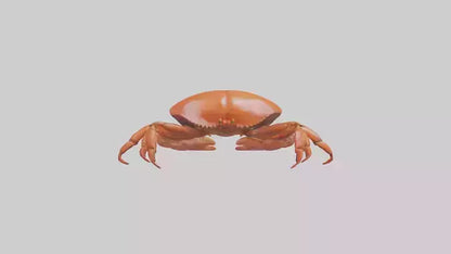 Edible Crab crawling model VR / AR / low-poly