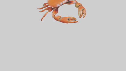 Edible Crab crawling model VR / AR / low-poly
