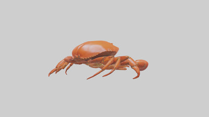 Edible Crab crawling model VR / AR / low-poly