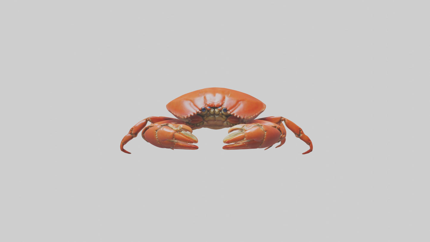 Edible Crab crawling model VR / AR / low-poly