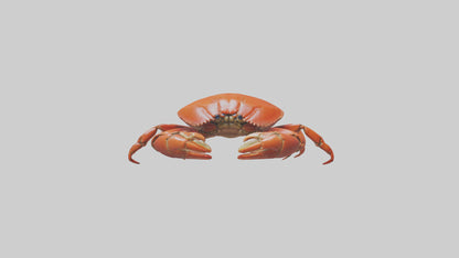Edible Crab crawling model VR / AR / low-poly