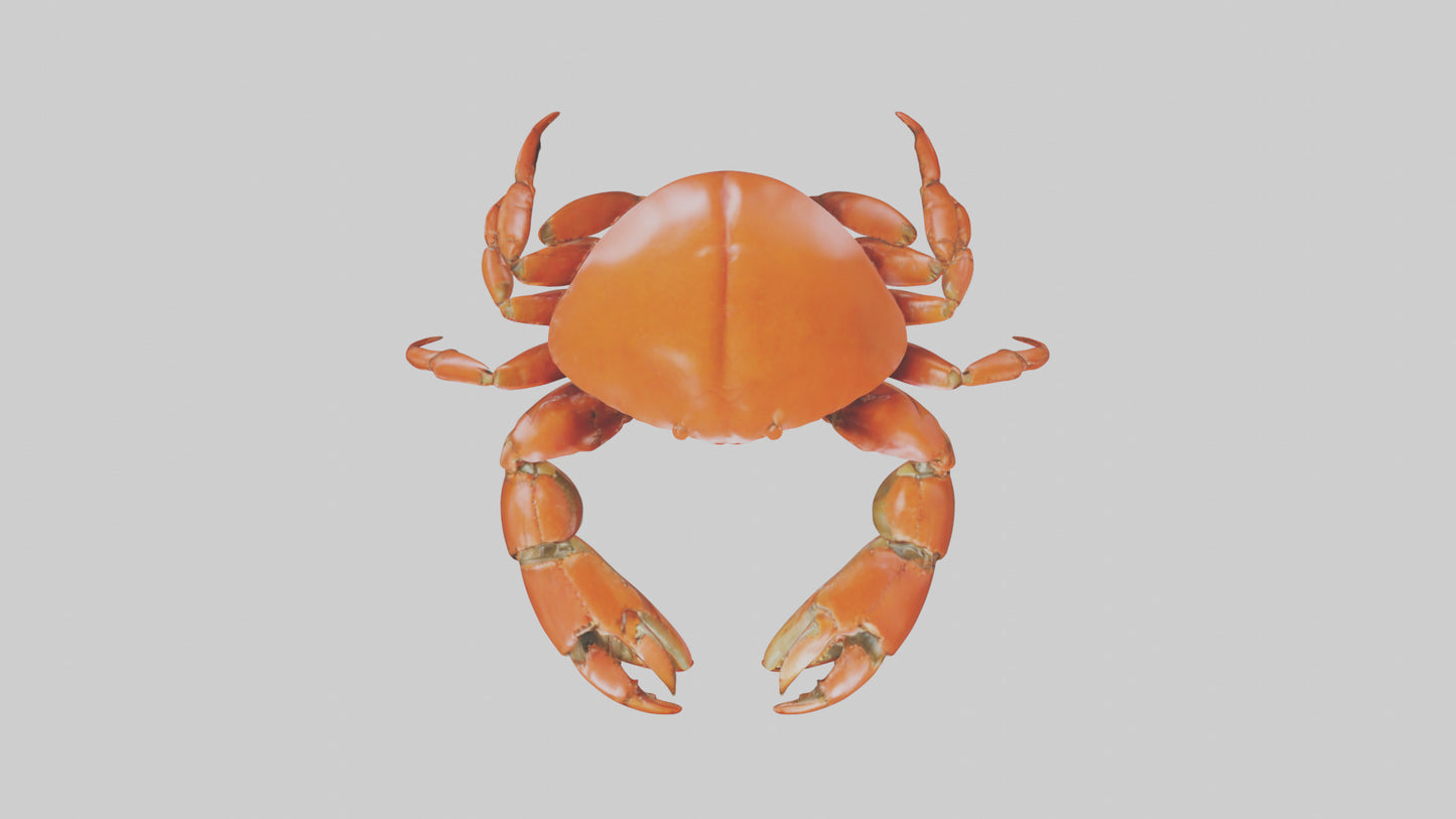 Edible Crab crawling model VR / AR / low-poly