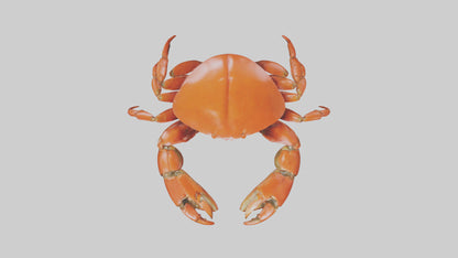 Edible Crab crawling model VR / AR / low-poly