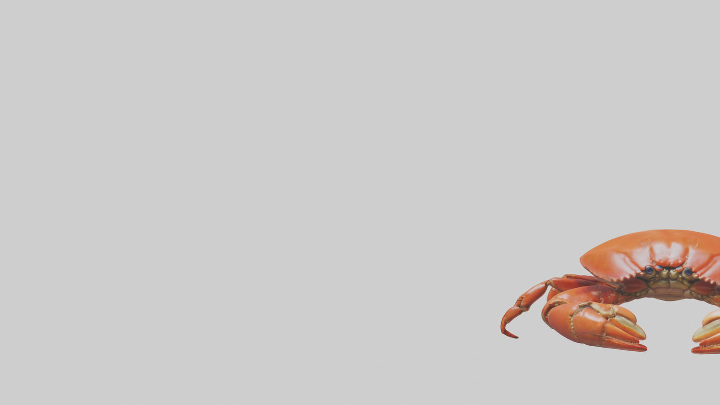 Edible Crab crawling model VR / AR / low-poly