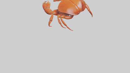Edible Crab crawling model VR / AR / low-poly
