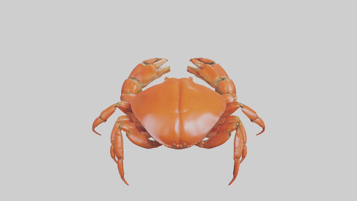 Edible Crab crawling model VR / AR / low-poly