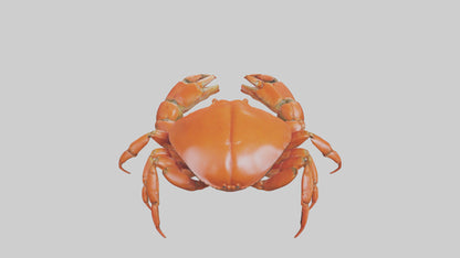 Edible Crab crawling model VR / AR / low-poly