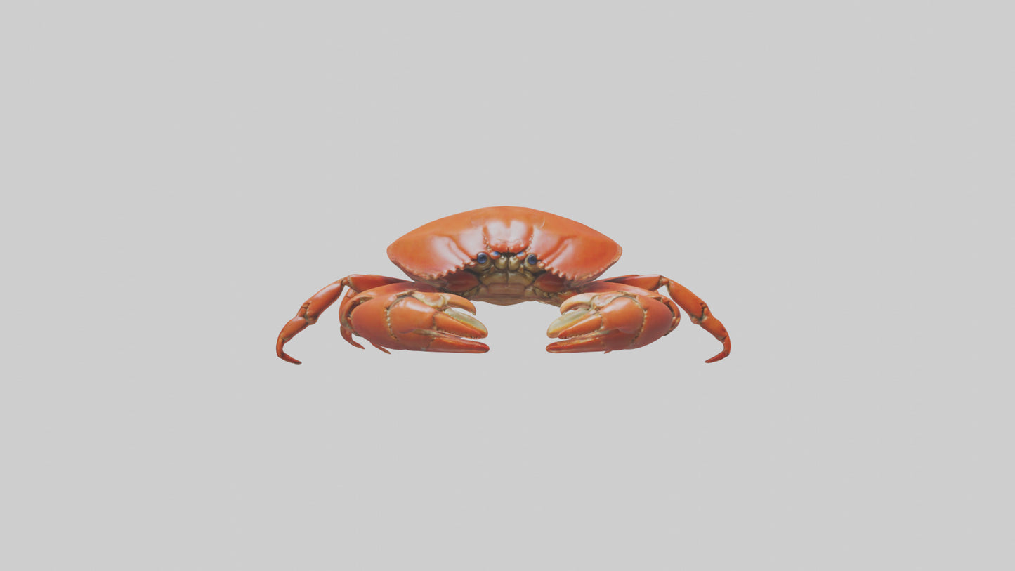Edible Crab crawling model VR / AR / low-poly