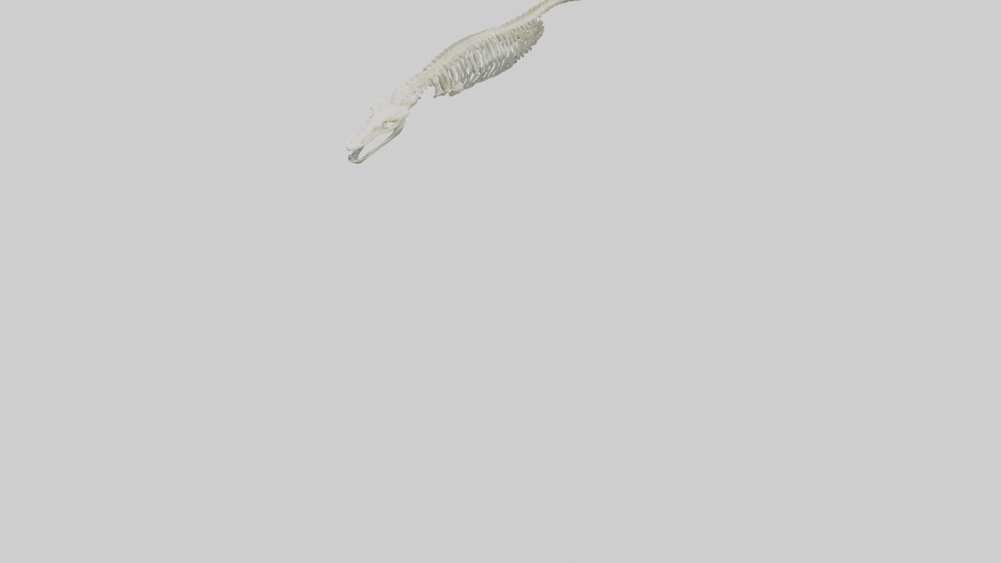 Eel Skeleton model 3D model
