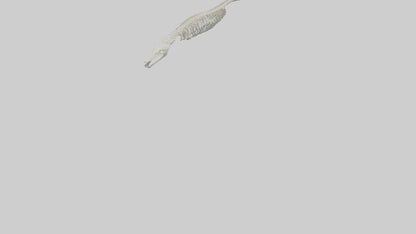 Eel Skeleton model 3D model