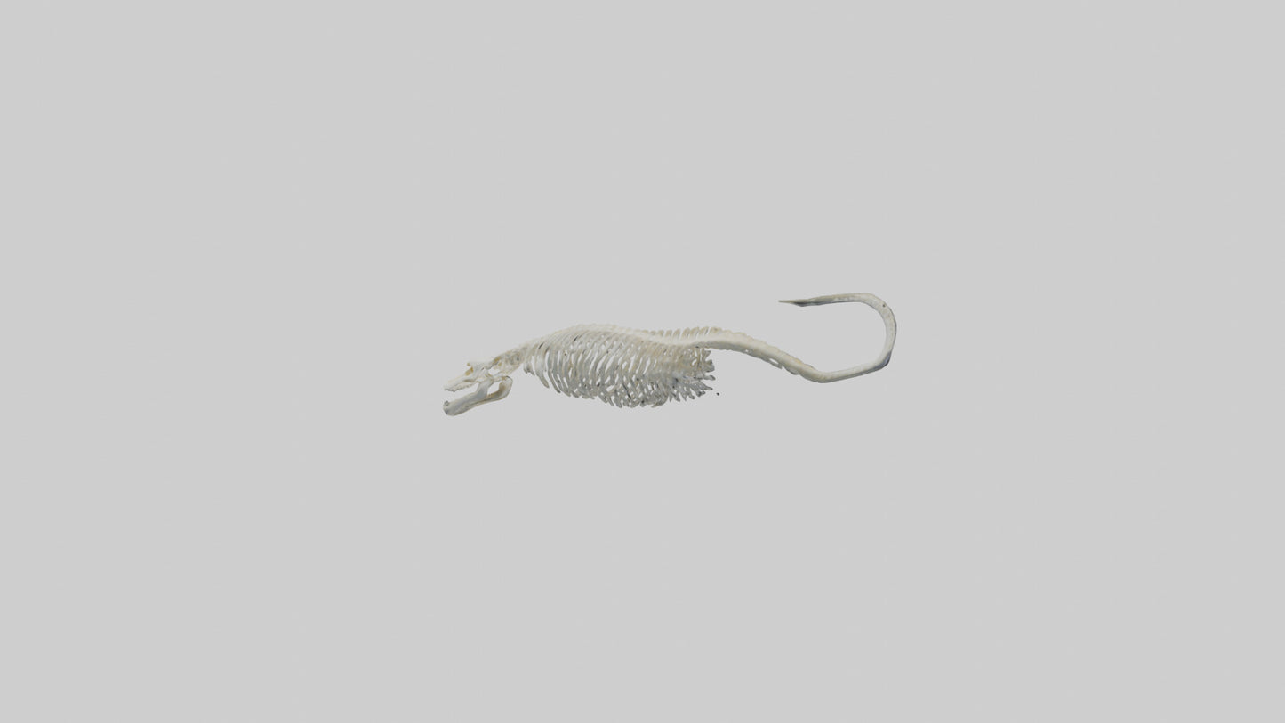 Eel Skeleton model 3D model