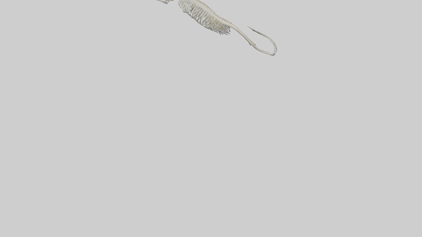 Eel Skeleton model 3D model