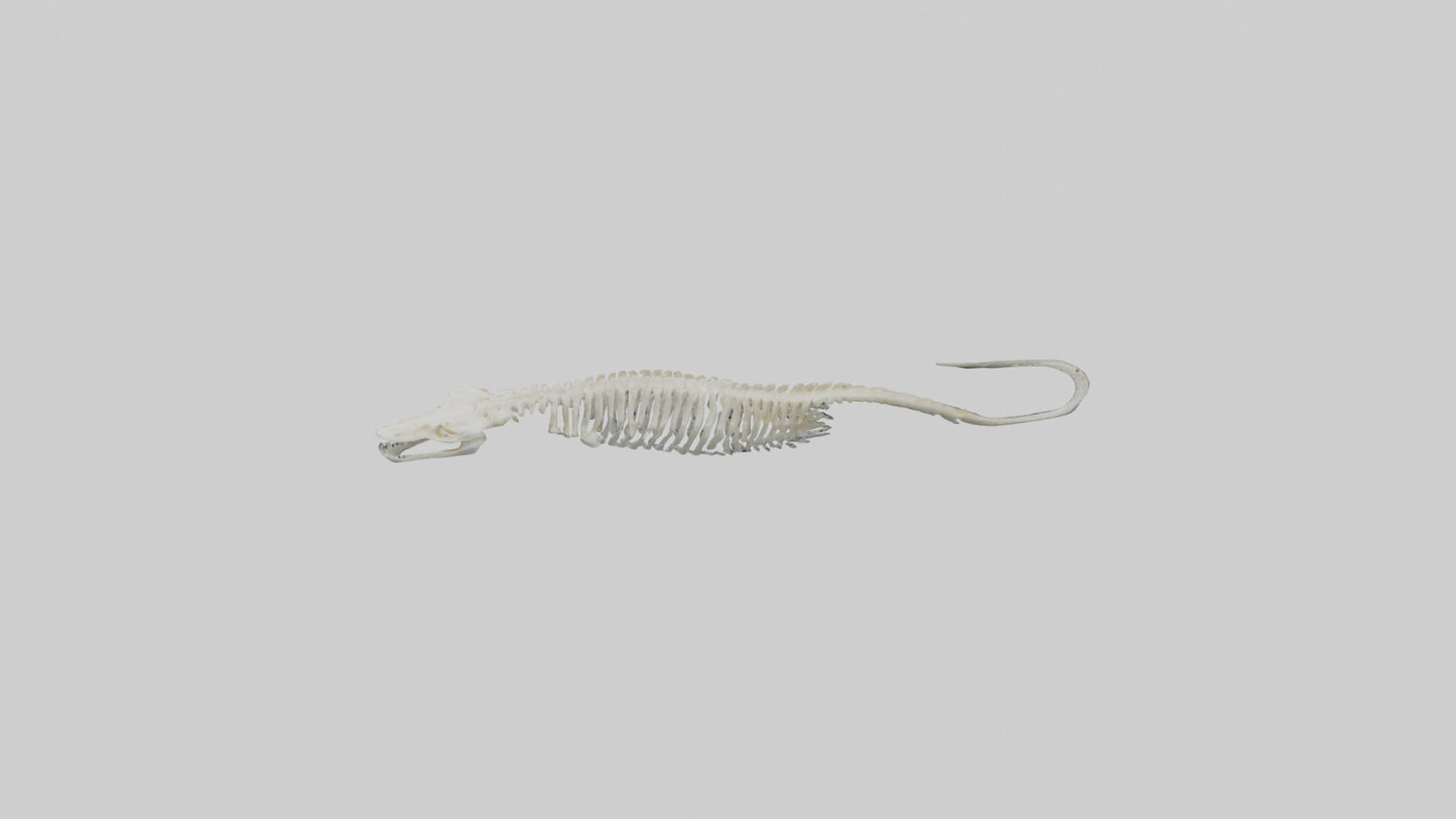 Eel Skeleton model 3D model