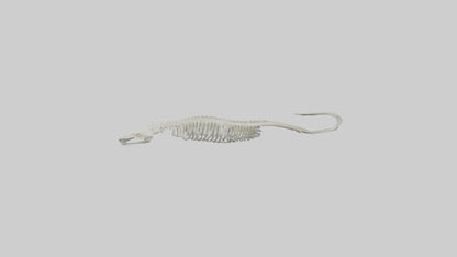 Eel Skeleton model 3D model