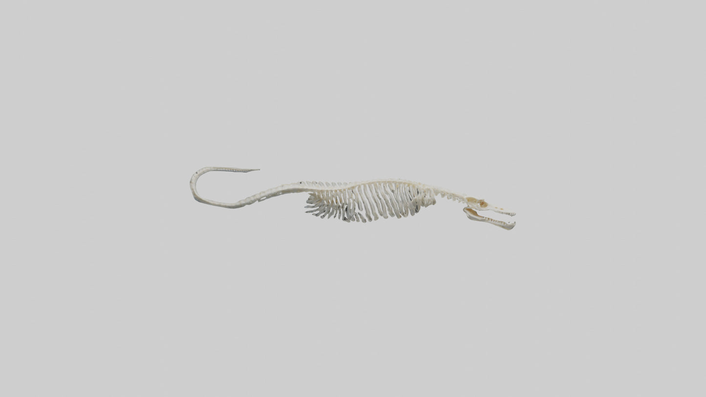 Eel Skeleton model 3D model