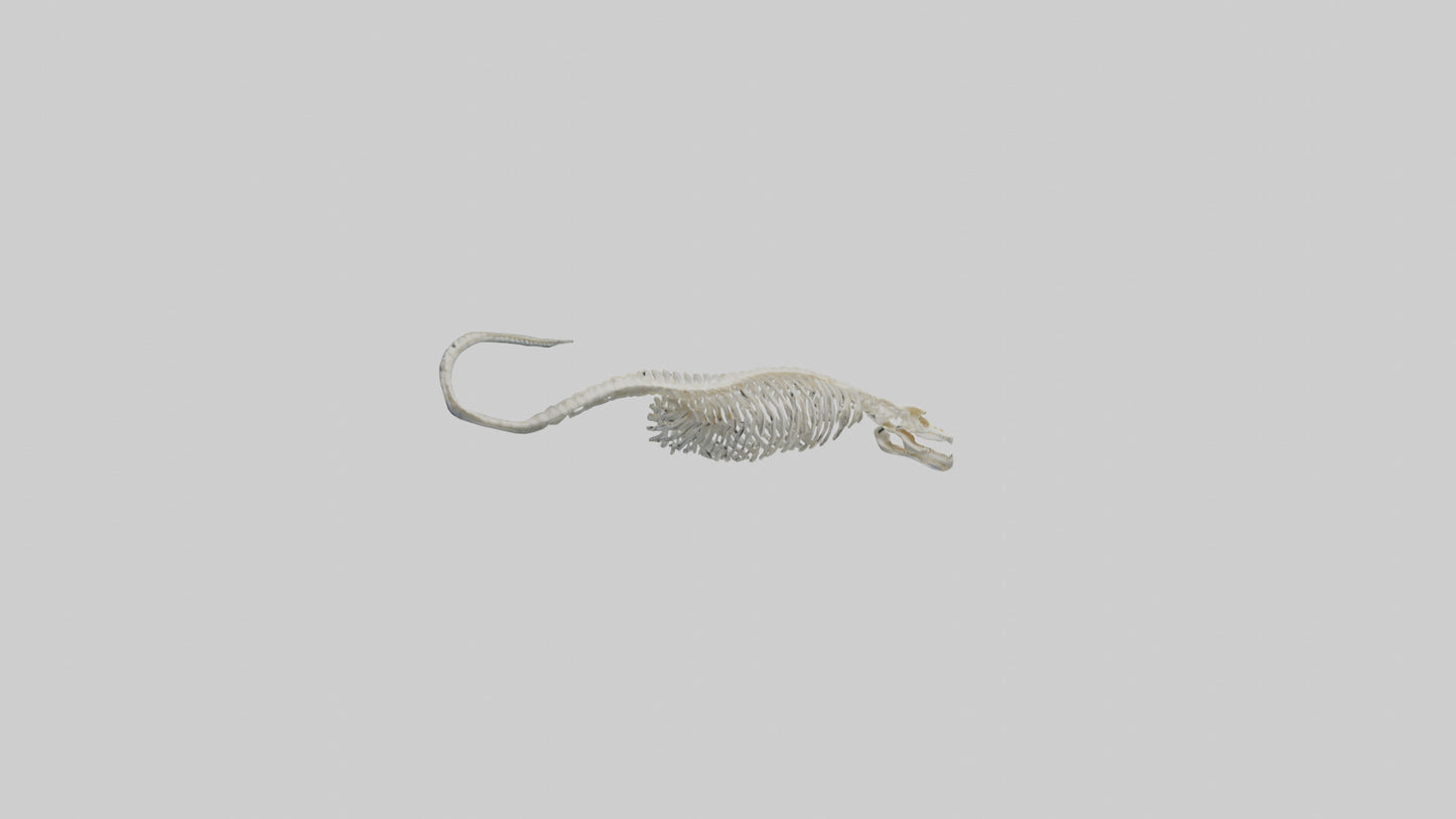 Eel Skeleton model 3D model