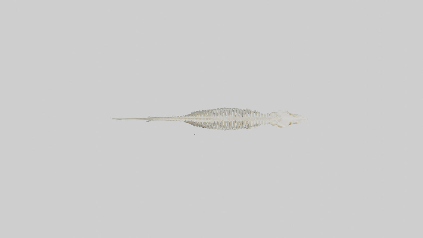 Eel Skeleton model 3D model