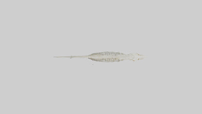Eel Skeleton model 3D model