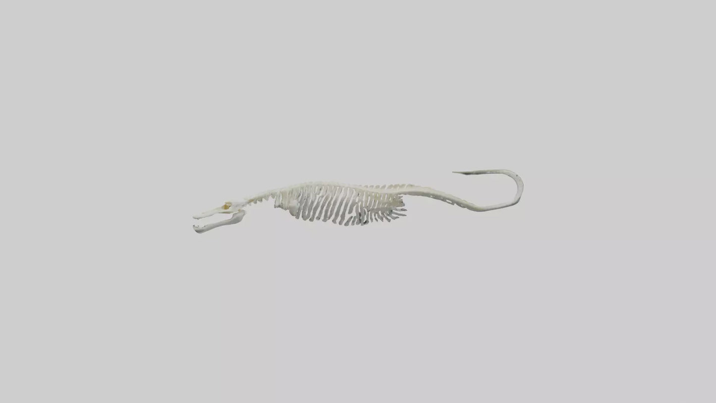 Eel Skeleton model 3D model