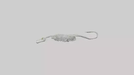 Eel Skeleton model 3D model