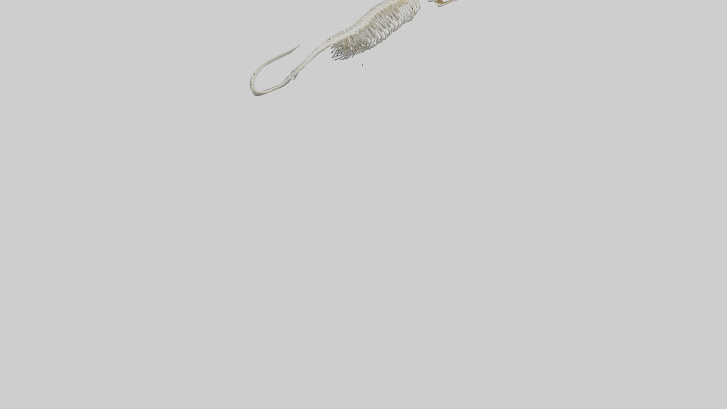 Eel Skeleton model 3D model