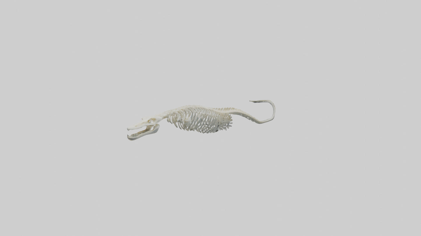 Eel Skeleton model 3D model