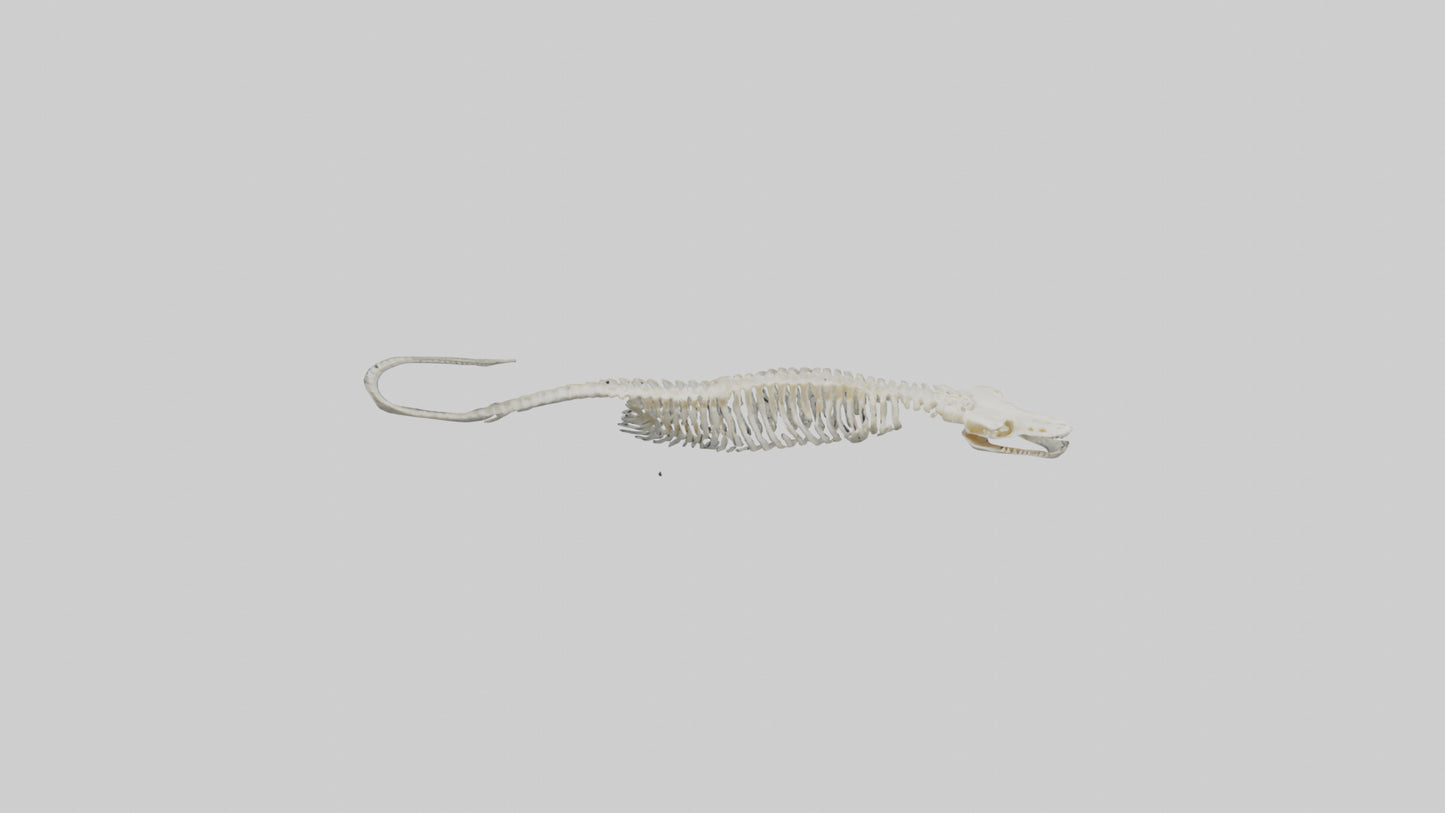 Eel Skeleton model 3D model