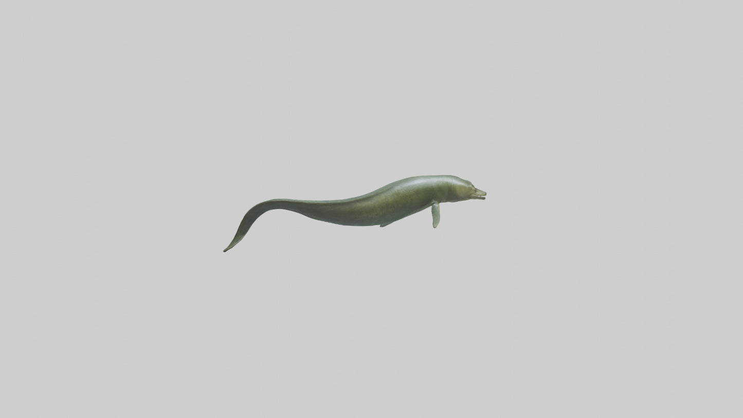 Eel swimming model 3D model