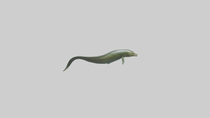 Eel swimming model 3D model