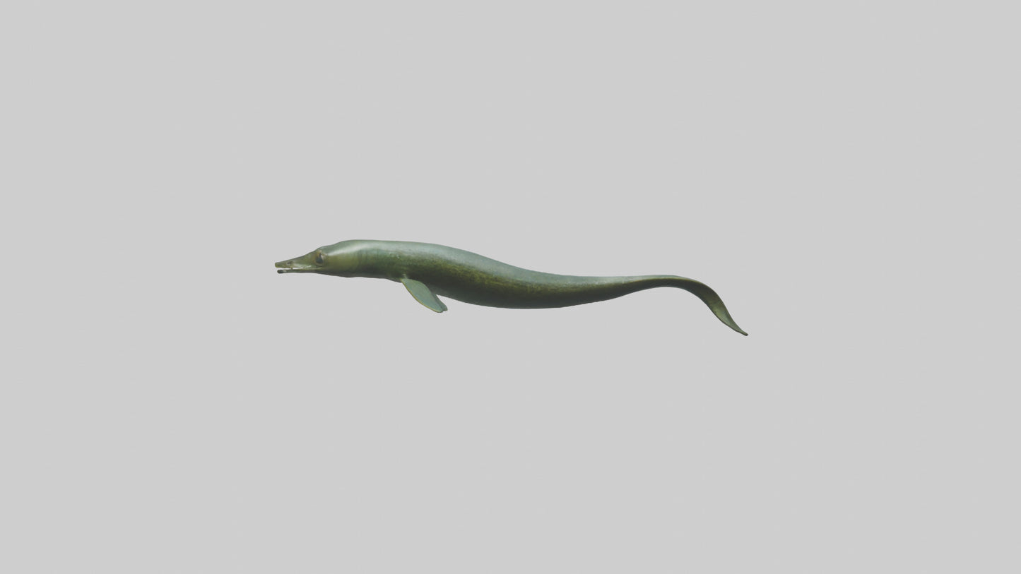 Eel swimming model 3D model