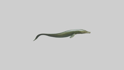 Eel swimming model 3D model