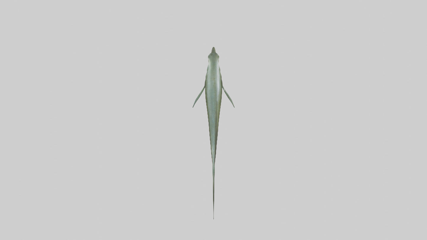 Eel swimming model 3D model