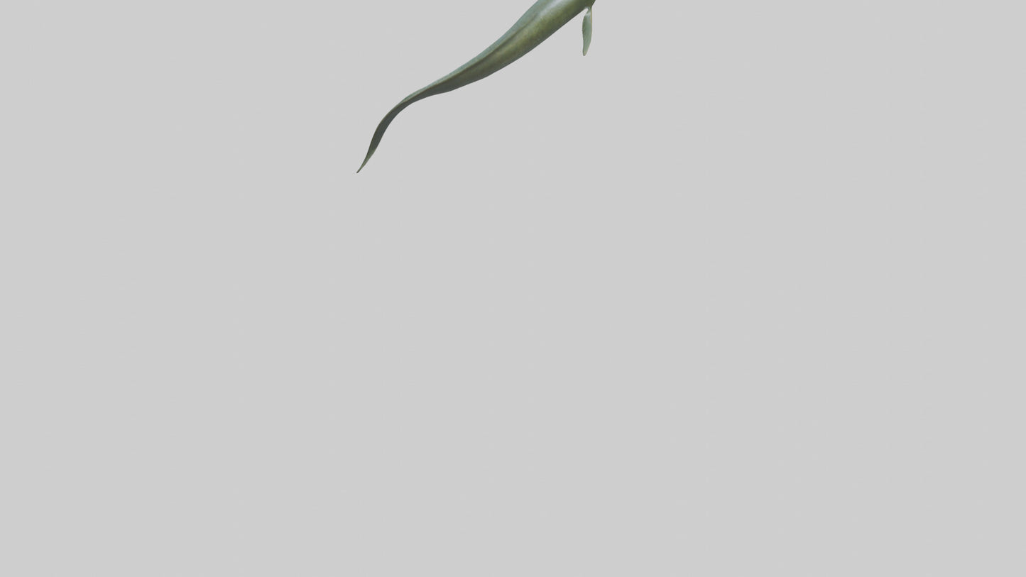 Eel swimming model 3D model