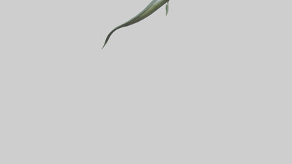 Eel swimming model 3D model