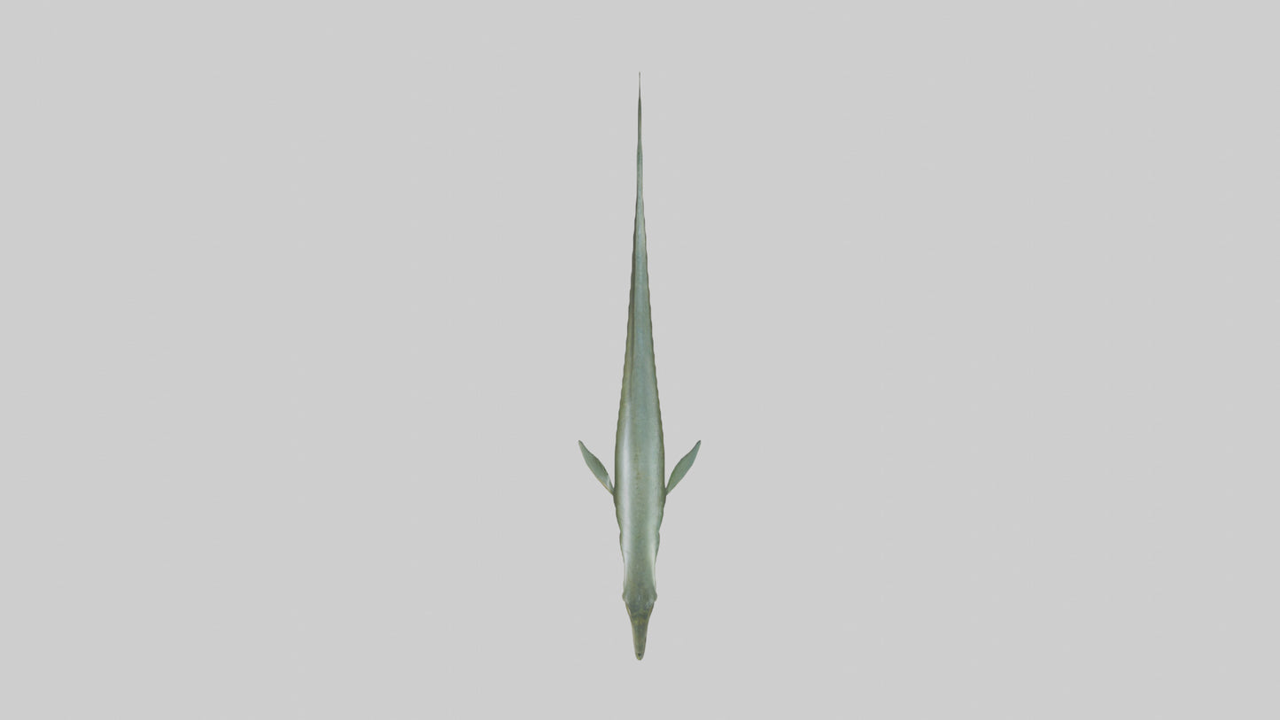Eel swimming model 3D model