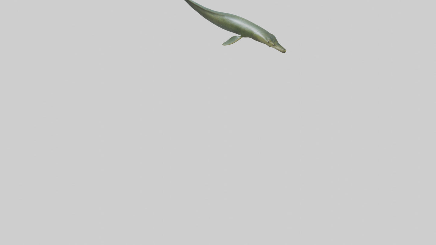 Eel swimming model 3D model