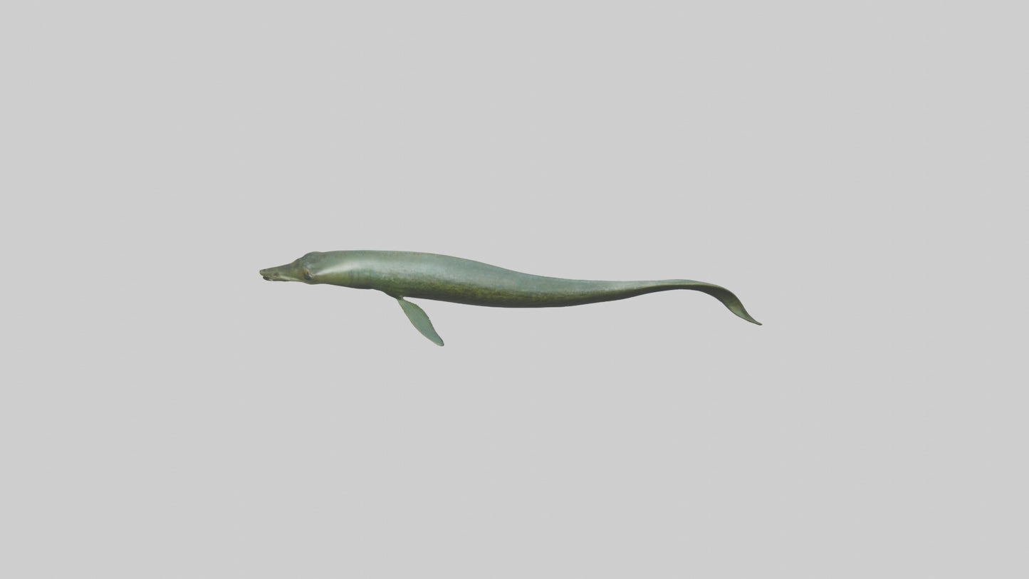 Eel swimming model 3D model