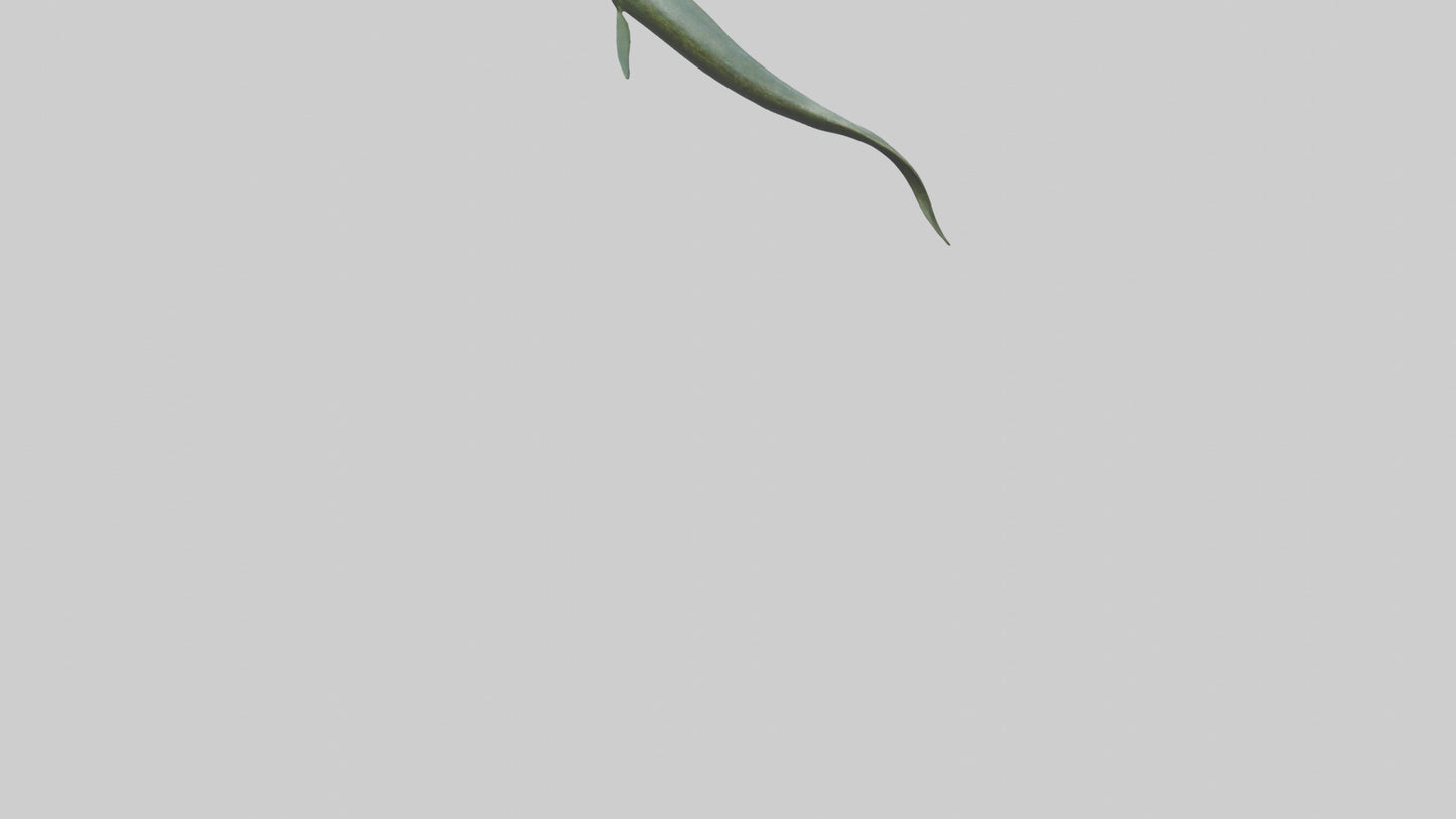 Eel swimming model 3D model