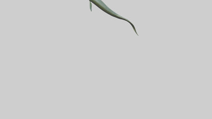 Eel swimming model 3D model