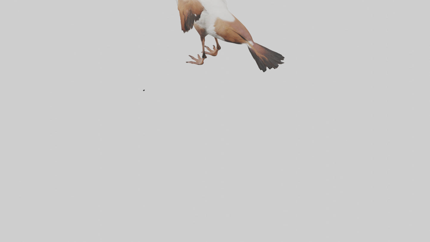 Egyptian Goose waddling model 3D model
