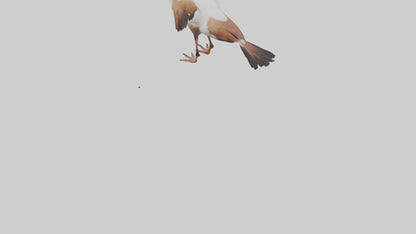 Egyptian Goose waddling model 3D model