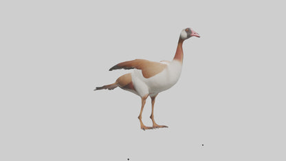 Egyptian Goose waddling model 3D model
