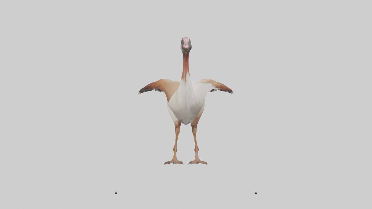 Egyptian Goose waddling model 3D model