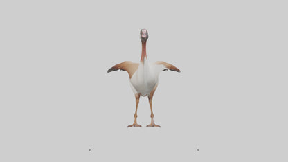 Egyptian Goose waddling model 3D model