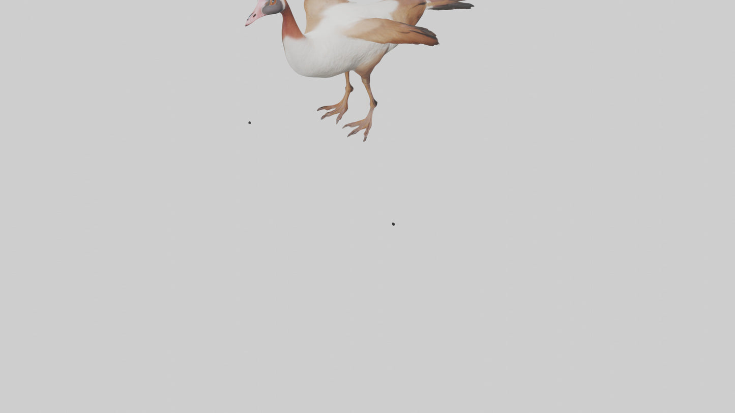 Egyptian Goose waddling model 3D model