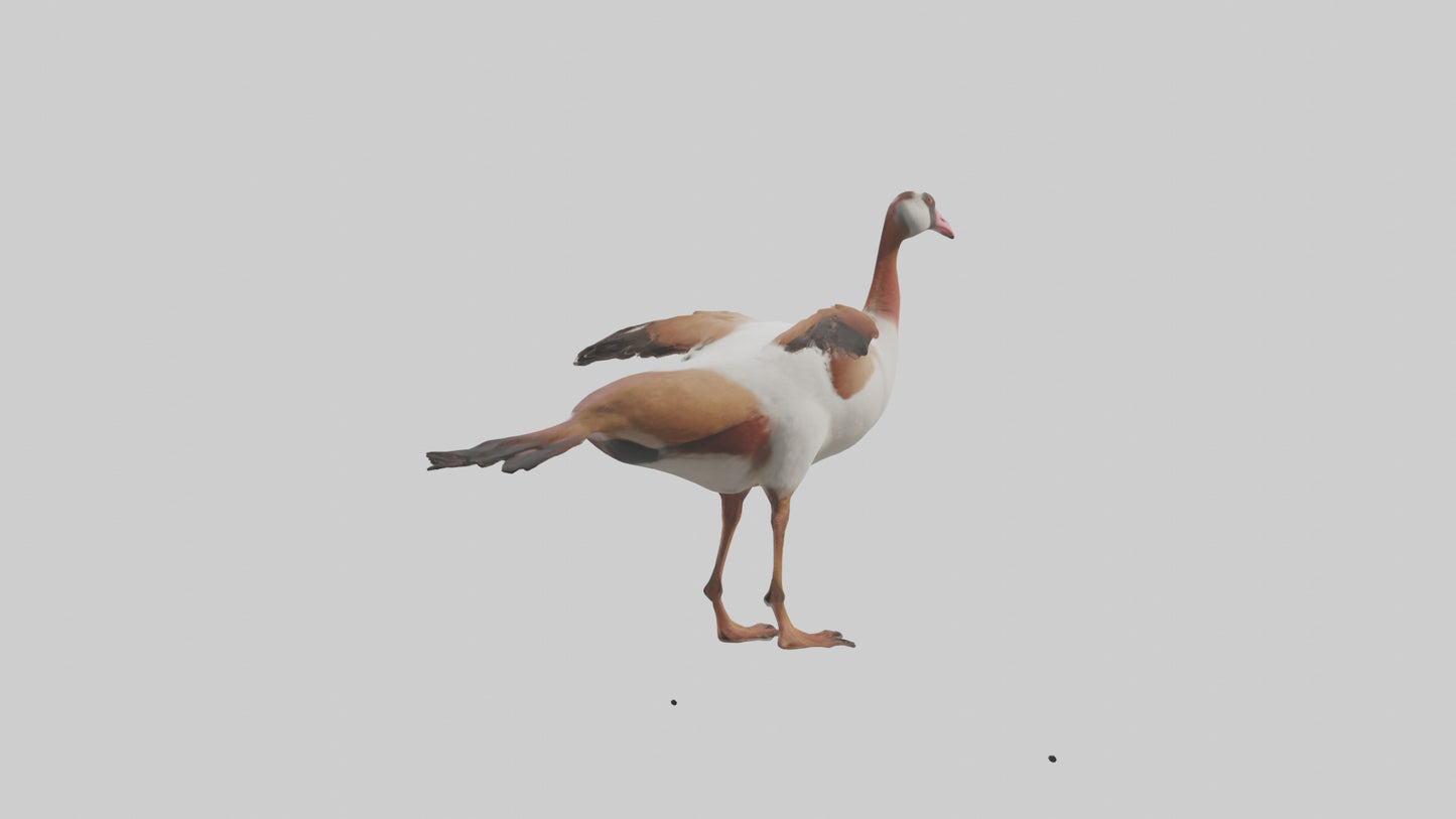 Egyptian Goose waddling model 3D model