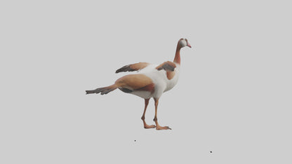 Egyptian Goose waddling model 3D model