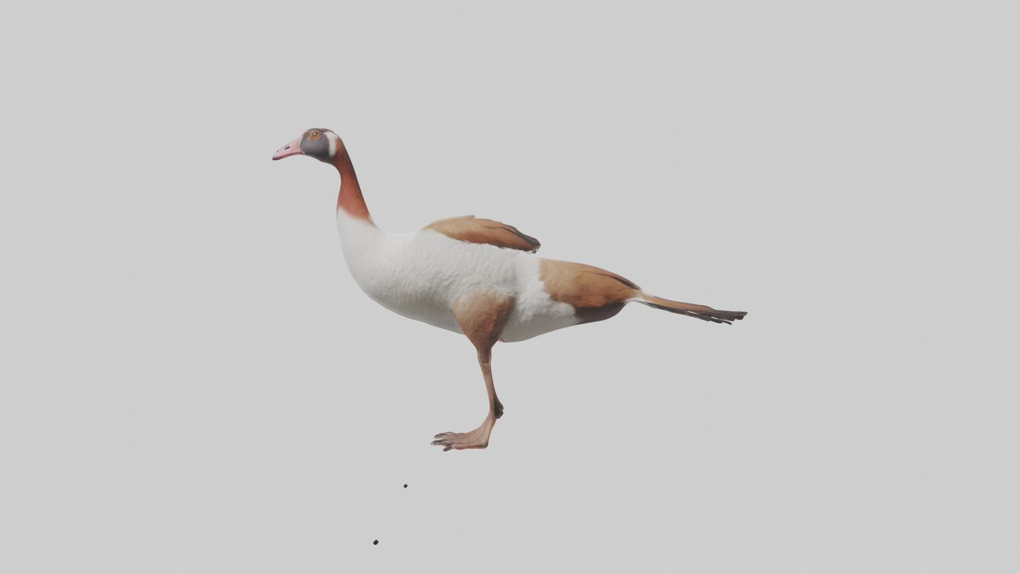Egyptian Goose waddling model 3D model
