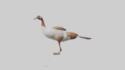 Egyptian Goose waddling model 3D model